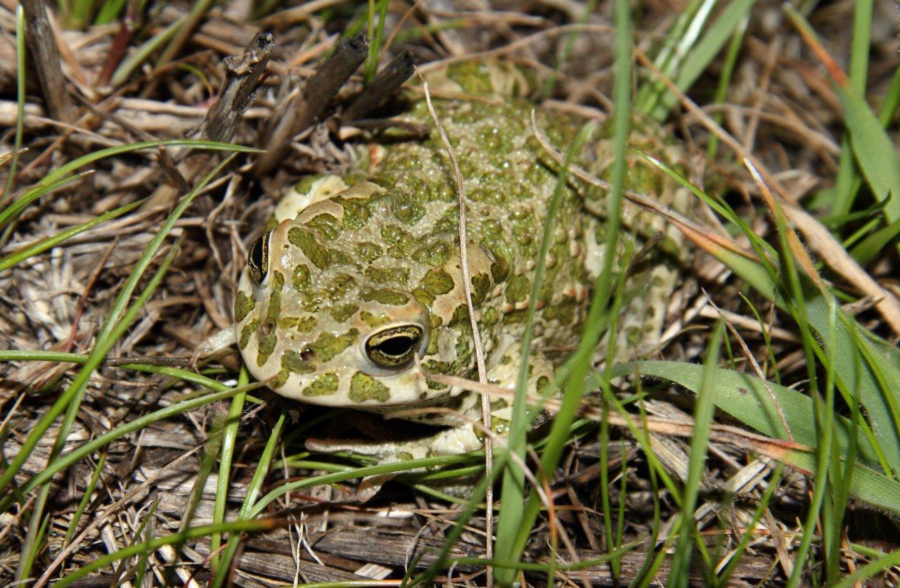 Insieme nel Parco del Delta del Po, probabilmente